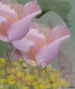 rose e mimose - by criBo